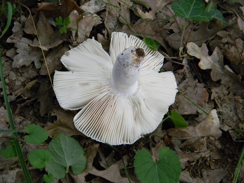 7) Fotogr. il 22.06.2013. sotto Quercia