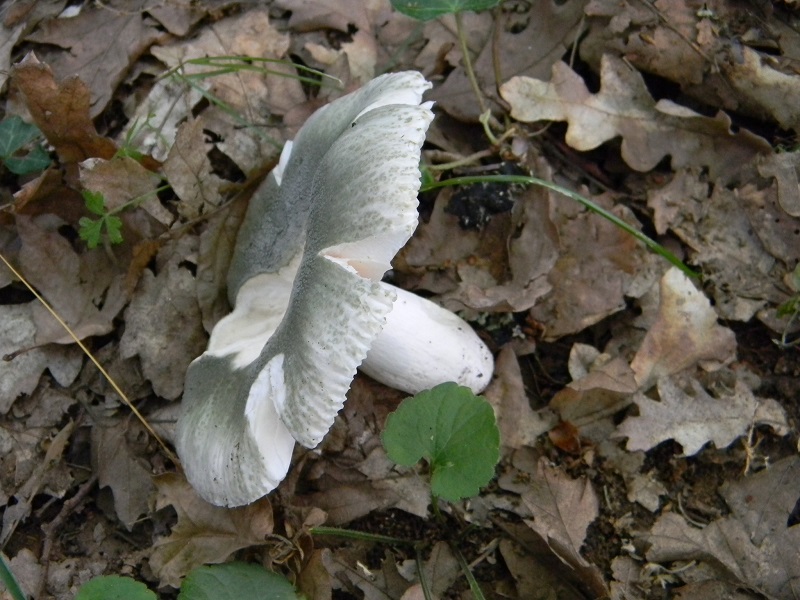 7) Fotogr. il 22.06.2013. sotto Quercia
