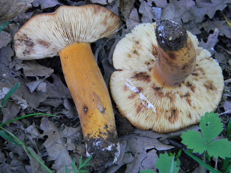 9) Fotogr. il 22.06.2013. sotto Quercia