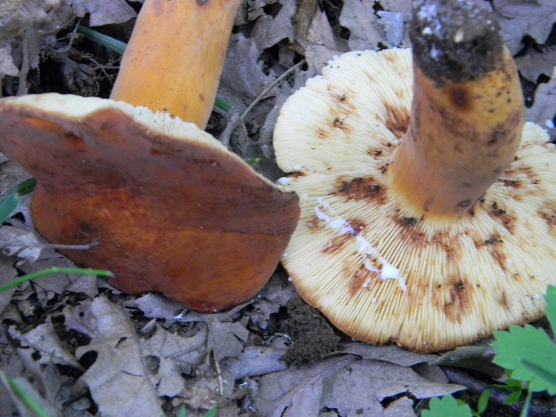 9) Fotogr. il 22.06.2013. sotto Quercia