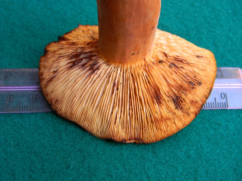 9) Fotogr. il 22.06.2013. sotto Quercia