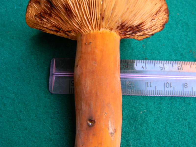 9) Fotogr. il 22.06.2013. sotto Quercia