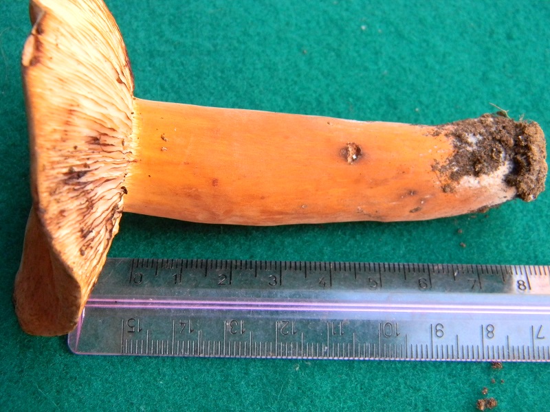 9) Fotogr. il 22.06.2013. sotto Quercia