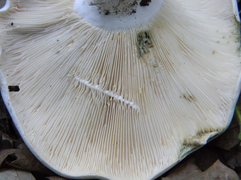 7) Fotogr. il 25.06.2013. sotto Quercia