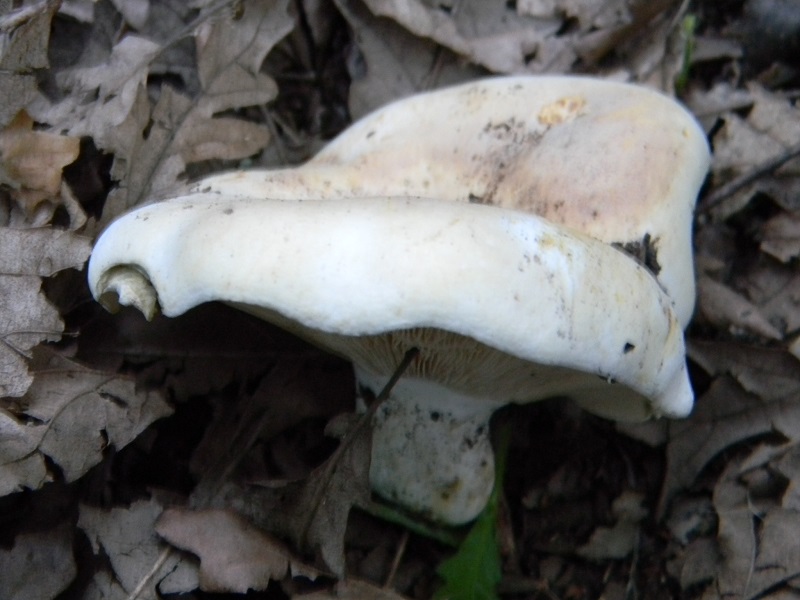 7) Fotogr. il 25.06.2013. sotto Quercia