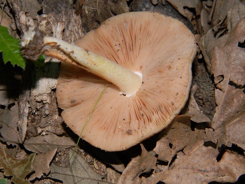 5) Fotogr. il 25.06.2013. sotto Quercia