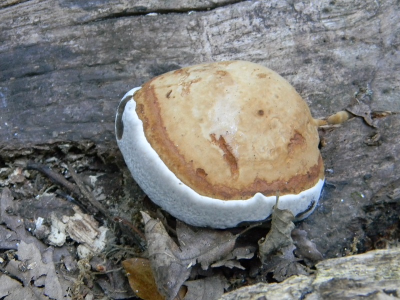 2) Fotogr. il 25.06.2013. legnicolo di Quercia