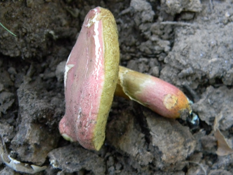 13) Fotogr. il 25.06.2013. sotto Quercia