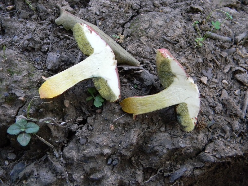 13) Fotogr. il 25.06.2013. sotto Quercia