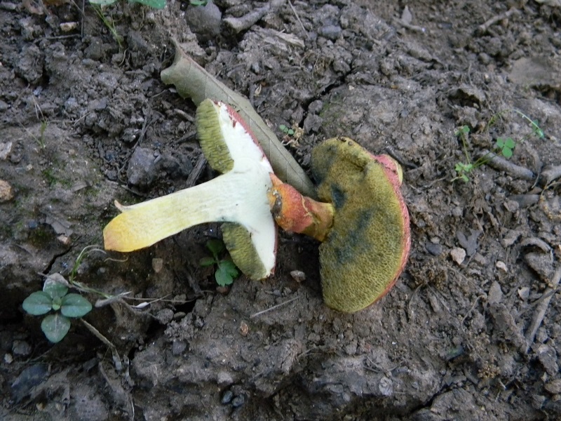 13) Fotogr. il 25.06.2013. sotto Quercia