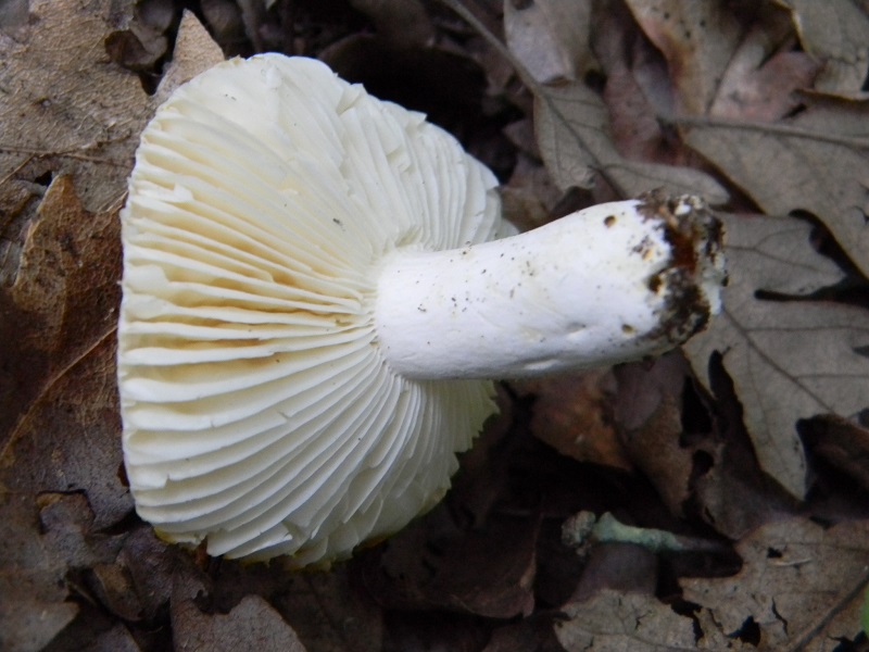 1) Fotogr. il 25.06.2013.sotto Quercia.  Bosco asciutto