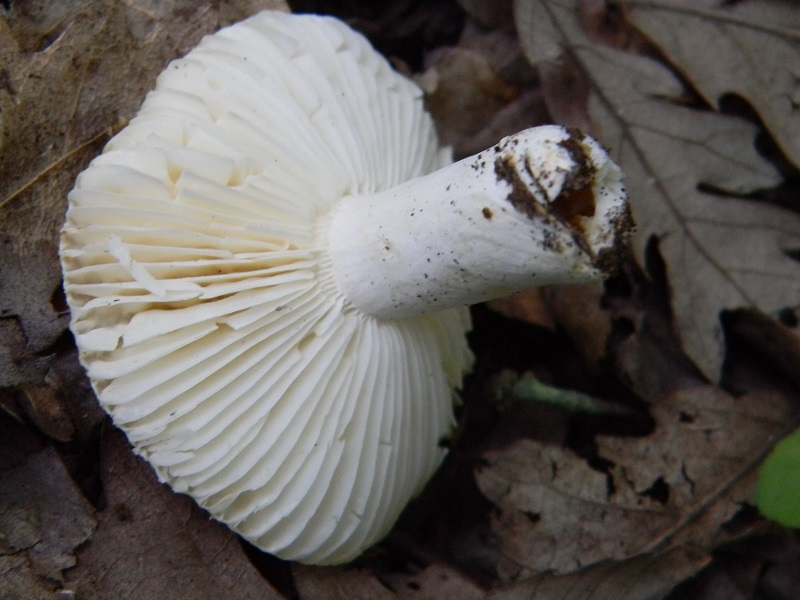 1) Fotogr. il 25.06.2013.sotto Quercia.  Bosco asciutto