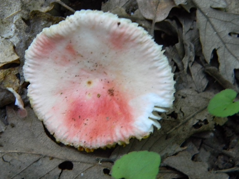 1) Fotogr. il 25.06.2013.sotto Quercia.  Bosco asciutto