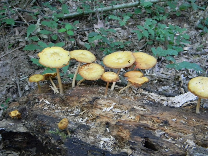 12) Fotogr. il 25.06.2013. legnicolo di Quercia