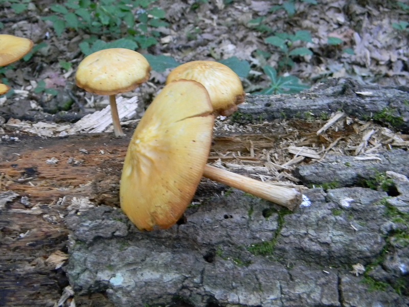 12) Fotogr. il 25.06.2013. legnicolo di Quercia