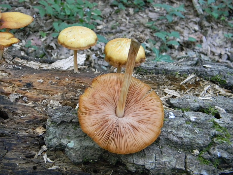 12) Fotogr. il 25.06.2013. legnicolo di Quercia