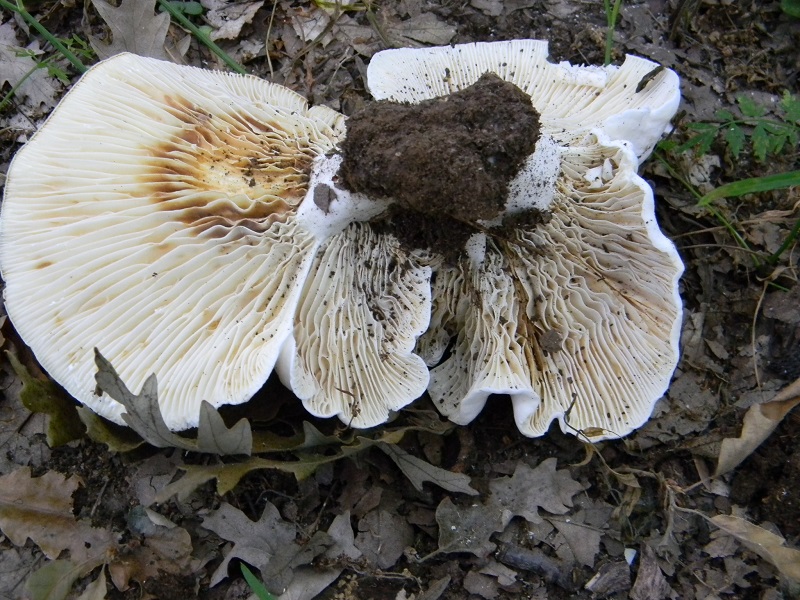 11) Fotogr. il 25.06.2013. sotto Quercia