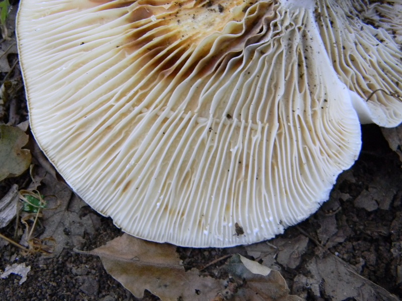 11) Fotogr. il 25.06.2013. sotto Quercia