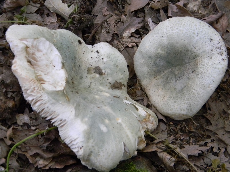 3) Fotogr.il 25.06.2013. sotto Quercia