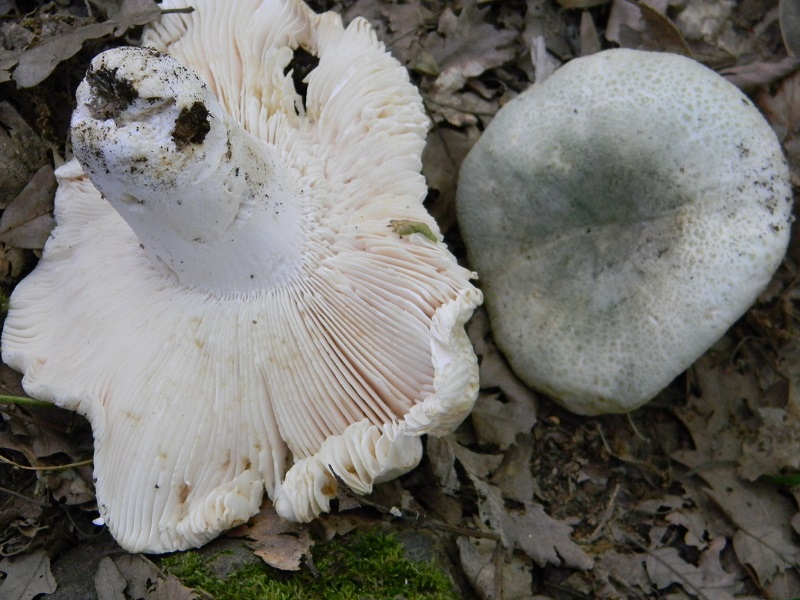 3) Fotogr.il 25.06.2013. sotto Quercia