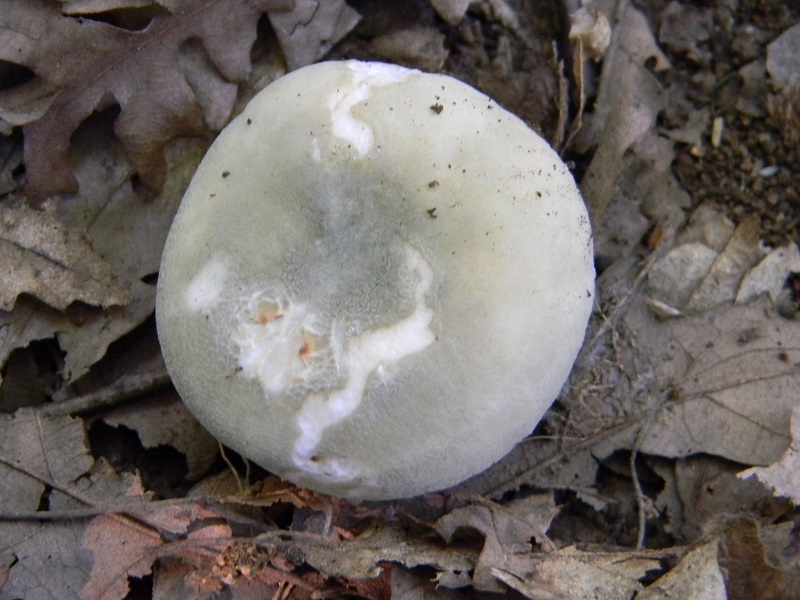 3) Fotogr.il 25.06.2013. sotto Quercia