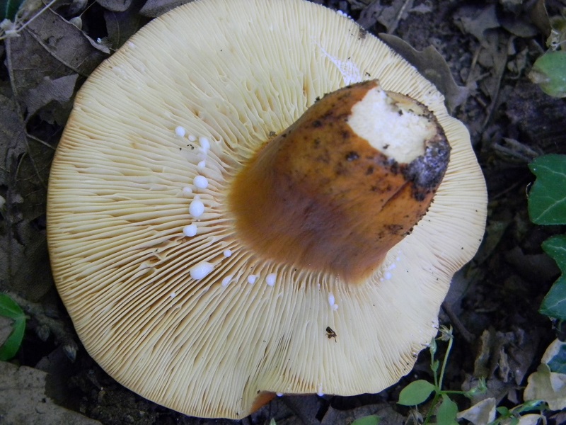 9) Fotogr. il 25.06.2013. sotto Quercia