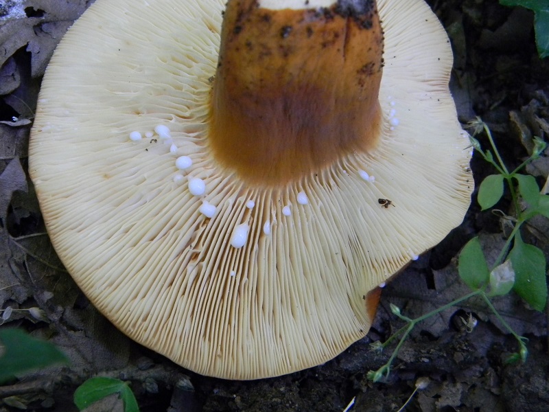 9) Fotogr. il 25.06.2013. sotto Quercia