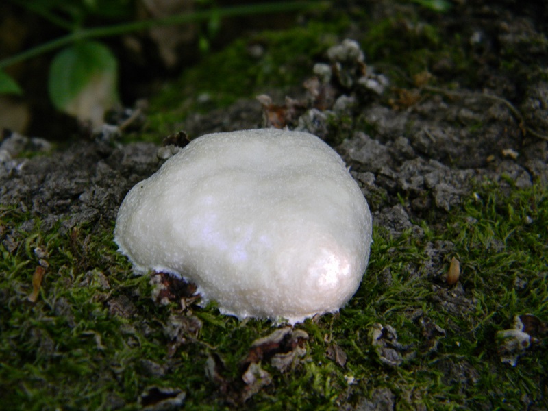 8) Fotogr. il 25.06.2013. legnicolo molle di Quercia