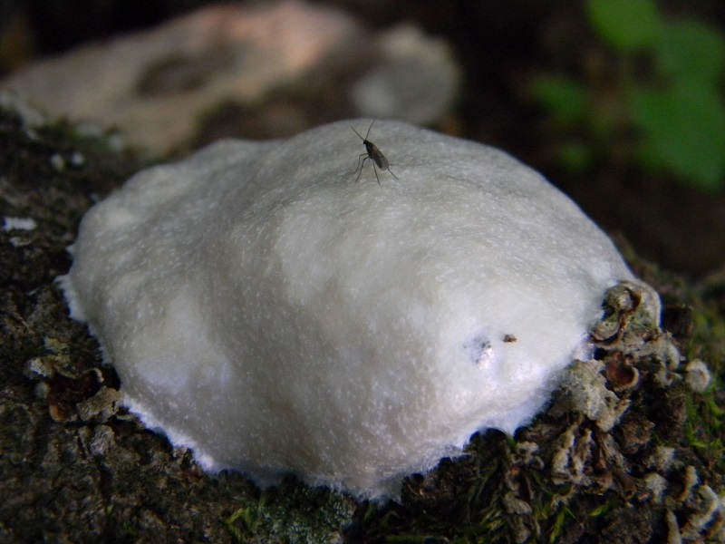 8) Fotogr. il 25.06.2013. legnicolo molle di Quercia