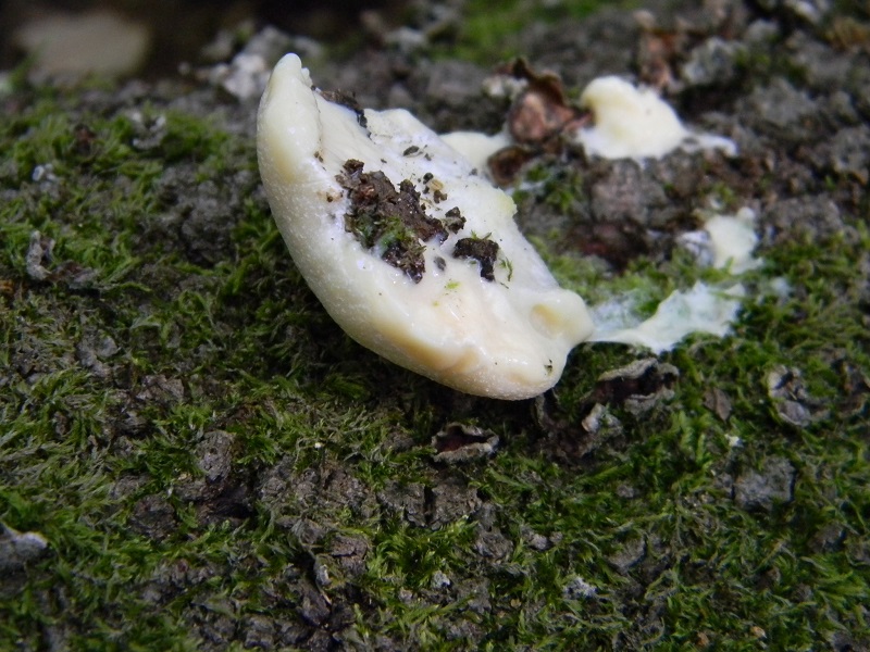 8) Fotogr. il 25.06.2013. legnicolo molle di Quercia