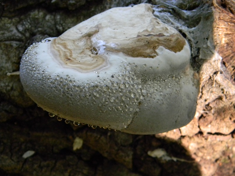 6) Fotogr. il 25.06.2013. legnicolo sotto Quercia