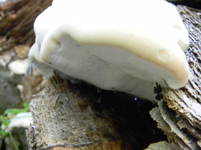 10) Fotogr. il 25.06.2013. legnicolo di Quercia