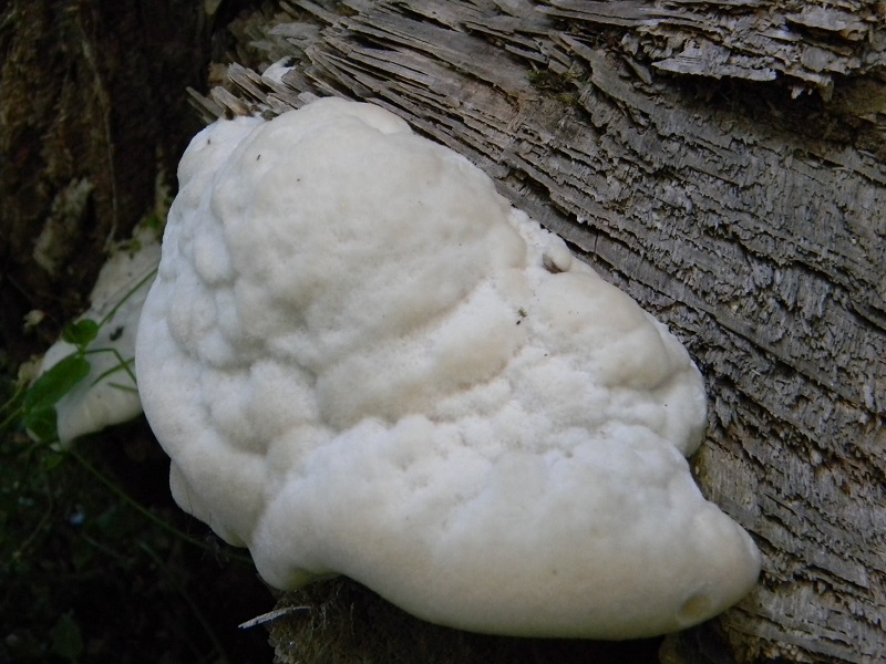 10) Fotogr. il 25.06.2013. legnicolo di Quercia