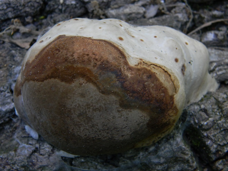 4) Fotogr. il 25.06.2013. legnicolo di Quercia