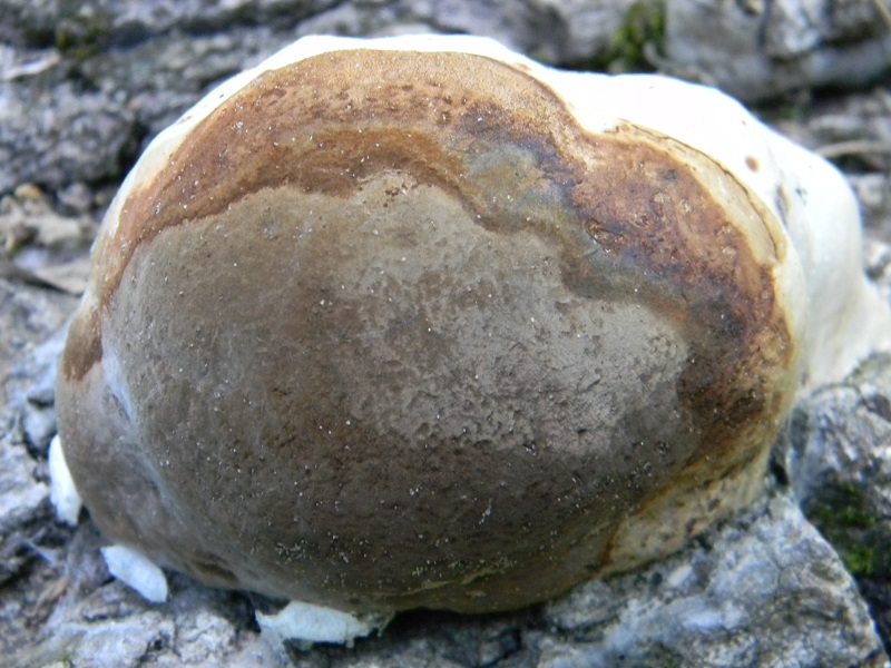 4) Fotogr. il 25.06.2013. legnicolo di Quercia