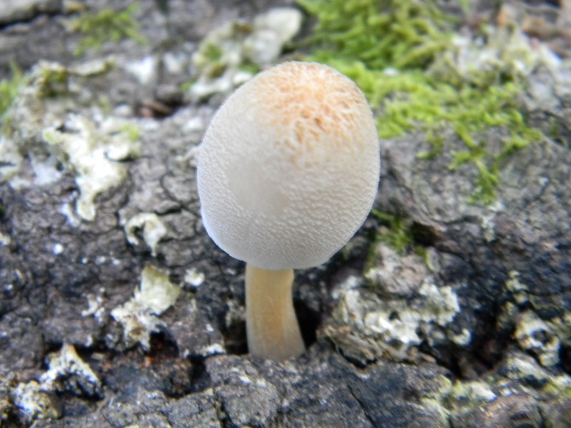 6) Fotogr. il 2.07.2013. sotto Quercia legnicolo