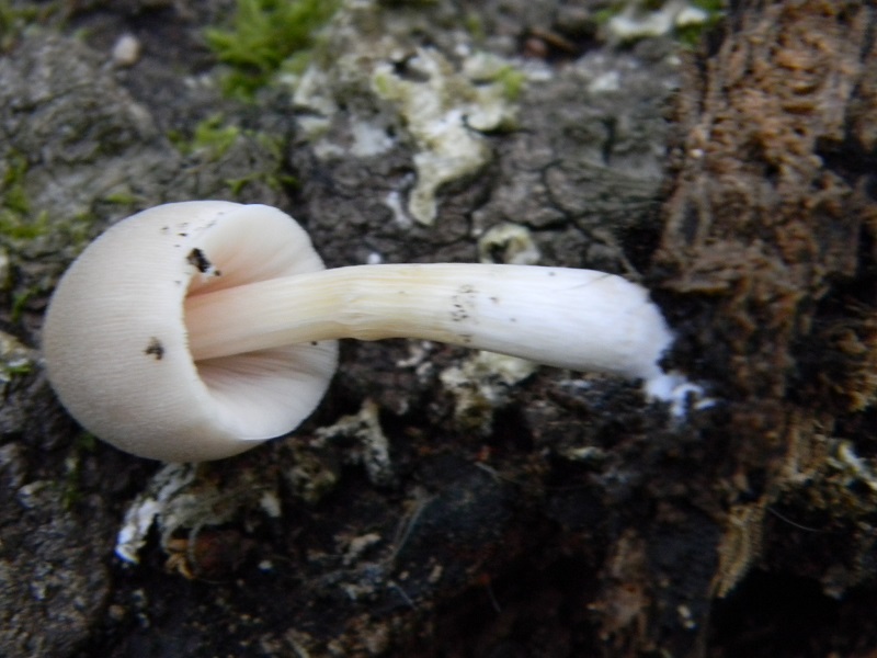 6) Fotogr. il 2.07.2013. sotto Quercia legnicolo
