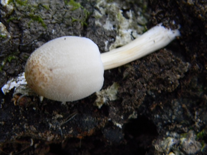 6) Fotogr. il 2.07.2013. sotto Quercia legnicolo