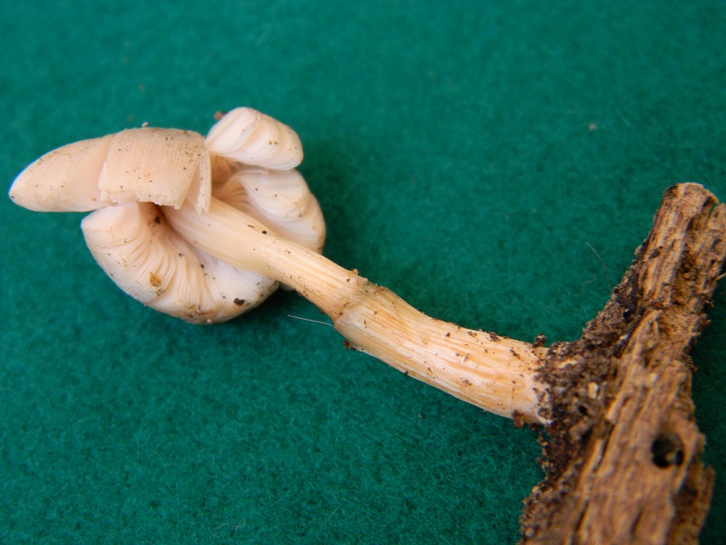 6) Fotogr. il 2.07.2013. sotto Quercia legnicolo