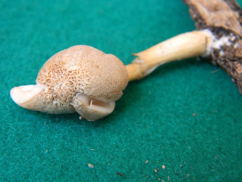 6) Fotogr. il 2.07.2013. sotto Quercia legnicolo