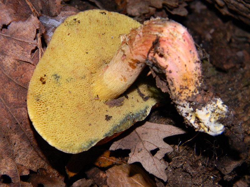 11) Fotogr. il 5.07.2013. sotto Quercia