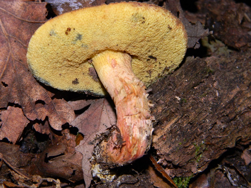 11) Fotogr. il 5.07.2013. sotto Quercia