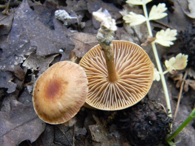 1) Fotogr. il 5.07.2013. sotto Quercia