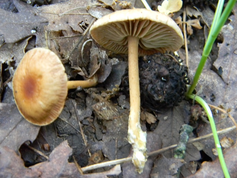 1) Fotogr. il 5.07.2013. sotto Quercia