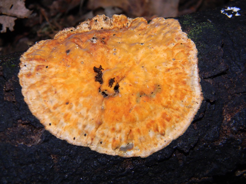 5) Fotogr. il 5.07.2013.sotto Quercia legnicolo