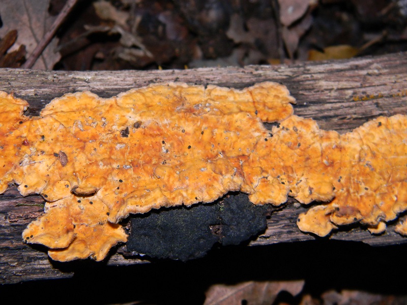 5) Fotogr. il 5.07.2013.sotto Quercia legnicolo