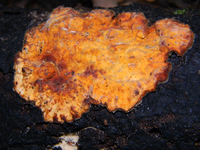 5) Fotogr. il 5.07.2013.sotto Quercia legnicolo