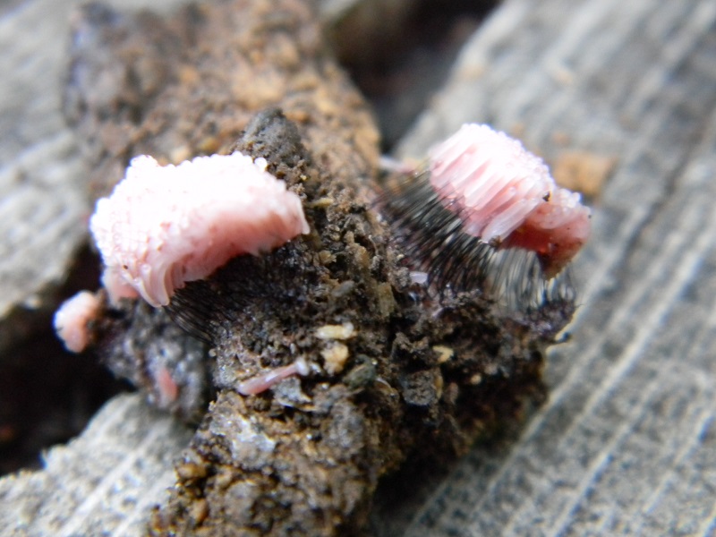 12) Fotogr. il 5.07.2013.sotto Quercia legnicolo