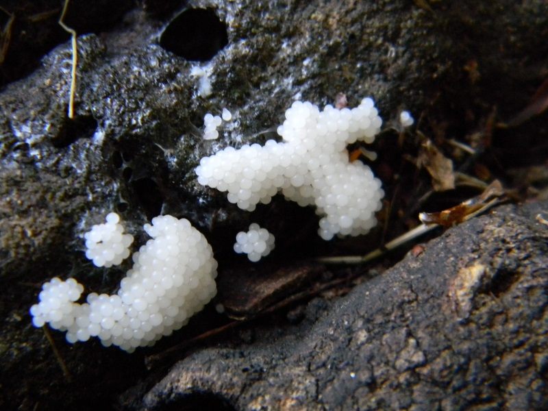 7) Fotogr.il 6.07.2013. sotto Quercia legnicolo