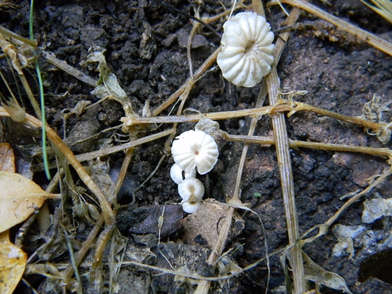 3) Fotogr.il 5.07.2013. sotto Quercia